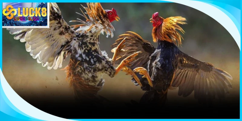 Bí quyết phân tích kèo cược dựa trên khái niệm chuyên môn về thuật ngữ đá gà